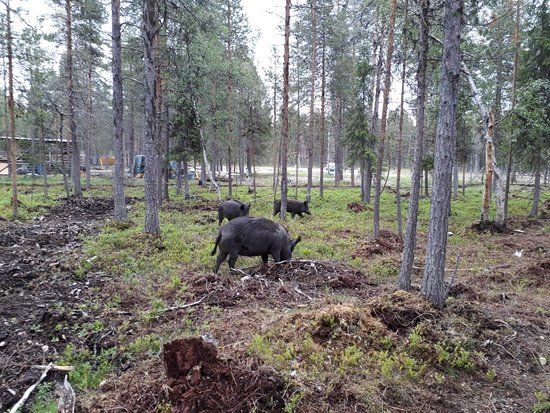 Torassieppi Reindeer Farm & Cottages