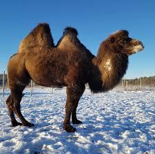 Konijänkän kotieläinpiha