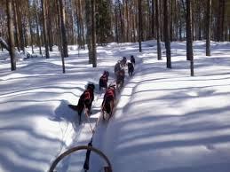 Bear Hill Husky