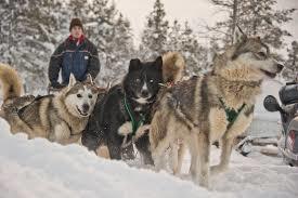 Husky & Co office