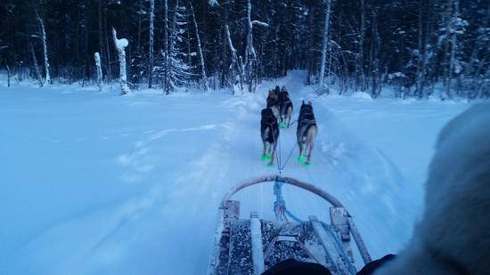 Inghams Mini Husky Experience