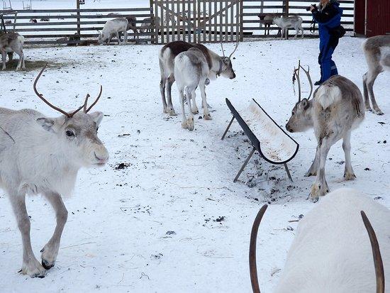 Ounaskievari Reindeer Farm