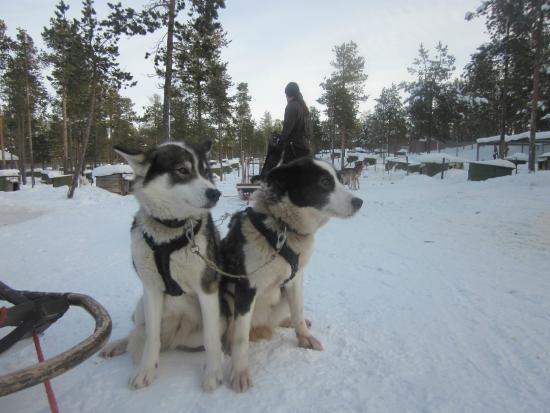 Guesthouse Husky - Day Tours