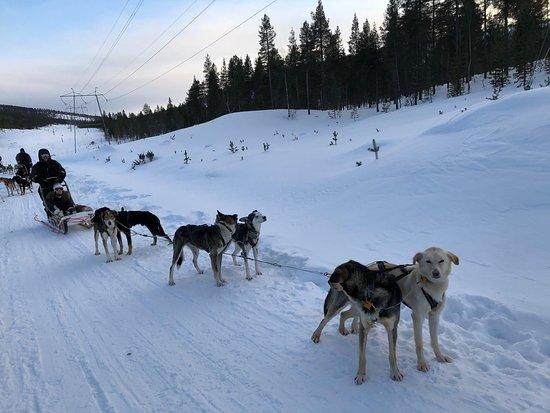Extreme Huskies