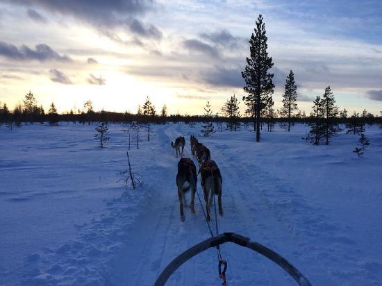 Wingrens Dogsafaris