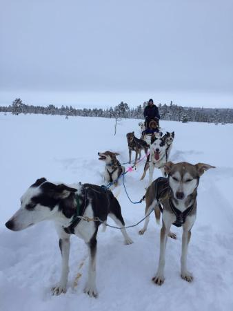 Jytky Hysky Sled Dog Camp