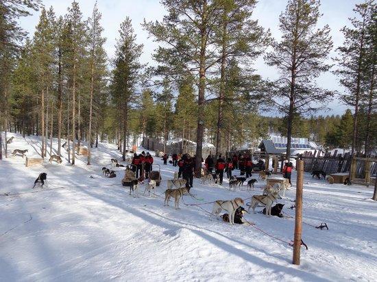 Alba Husky Day Tours