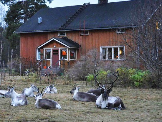 Tuula's Reindeer