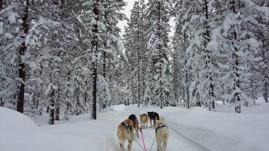Levi Huskypuisto